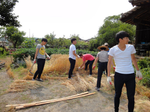 직접 키운 밀을 베어 밀살이를