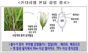 경북도, 벼 키다리병 체계적 방제 당부