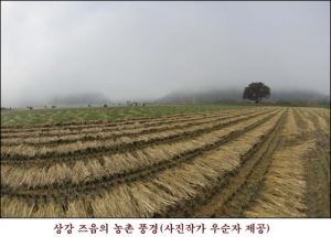 오늘은 상강, 국화는 서리를 맞아야 향이 진하다