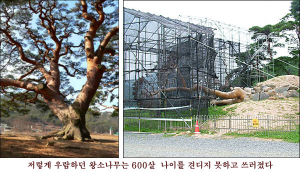 소나무로 살고 소나무로 죽었던 우리겨레