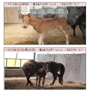 경북도, 말 생산 인프라 구축 착착
