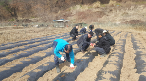 가산면, 휴경지 감자 심기에 나서
