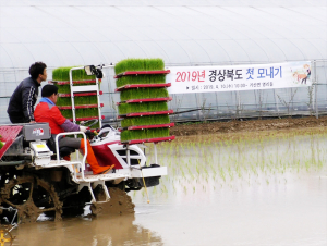 2019년 경상북도 첫 모내기