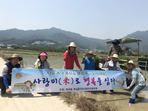 북삼읍 지역사회보장협의체, 휴경지 모심기 실시