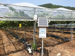 경북도, 샤인머스켓 포도 스마트팜 기술상용화 착수