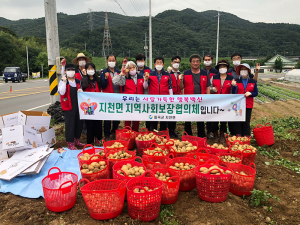 지천면 지역사회보장협의체, 행복텃밭에서 감자수확