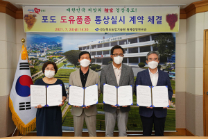 경북도 육성 포도 ‘골드스위트’, ‘루비스위트’ 통상 실시 계약