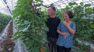 보랏빛 향기 가지에 쏟아붓는 부부의 정<br>칠곡군 지천면 황상훈·국순옥 '부부농원' 