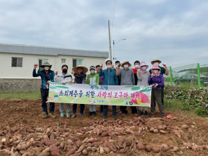 기산면, ‘소외계층을 위한 사랑의 고구마’ 수확