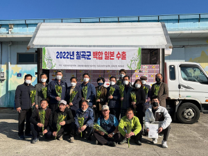 칠곡군 낙금화훼단지, 백합꽃 20만본 ‘일본 수출’ 길 올라