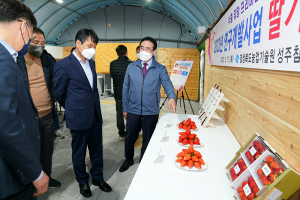 경북농기원, 수출용 딸기 차세대 품종 선발 평가회