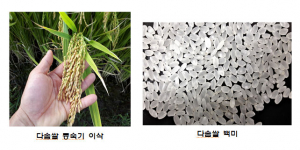경북농업기술원, 자체육성 벼 신품종 우량종자 보급