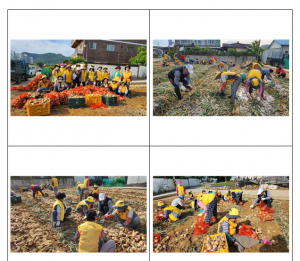 (사)대한노인회 칠곡군지회, 몸이 불편한 회원농가 양파 수확 봉사