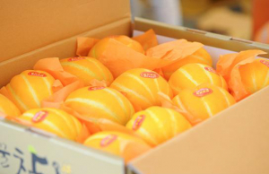 칠곡군 벌꿀참외 품평회-농특산물 직거래행사 개최
