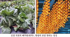 오늘은 입동, 겨울채비를 서두르는 날