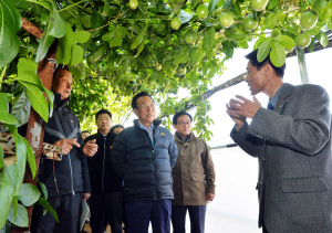 김관용 도지사, 칠곡 백향과 작목반 방문 농업인 격려