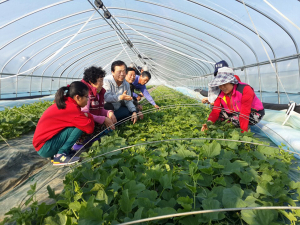 이완영 의원, 성주 참외재배 농가 찾아 일손 도와