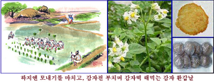 오늘은 하지, 보리와 감자의 환갑날