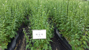 FTA 대응 고품질 다수확 참깨 ‘백설깨’ 품종개발