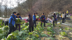 칠곡군 가산면, 사랑의 김장배추 나눔 실천
