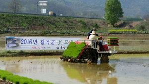 칠곡군, 첫 모내기 시작- 기산면 영리