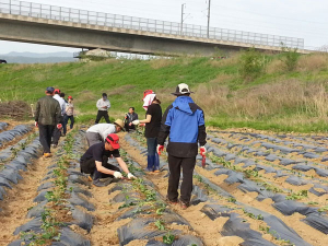 칠곡군 약목면, 나눔 실천을 위한 휴경지 경작 