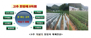고추 막덮기 재배, 1거8득 대박 효과로 성공농사!