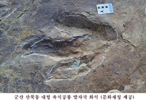군산에서 무더기로 발견된 초식공룡 발자국 화석