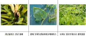 설 연휴 앞두고 시설작물 병해충 관리 당부