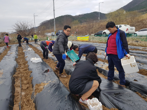 석적읍 지역사회보장협의체, 휴경지에 감자 심어