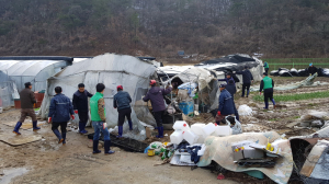 칠곡군, 대설피해 농가 피해 복구 지원