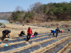 가산면, 어려운 이웃 돕기 감자 심기