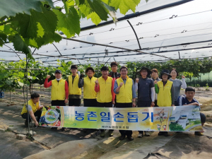 왜관농협 임직원, 풍년농사지원을 위한 농촌일손돕기에 구슬땀 흘려
