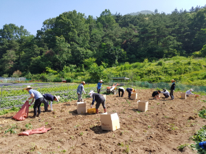 가산면, 직접 재배한 감자 지역 사회복지시설에 전달
