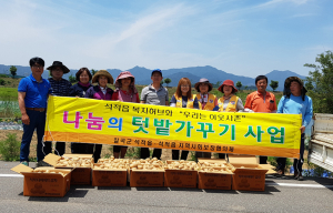 석적읍 지역사회보장협의체, 나눔의 텃밭 감자 수확