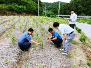 강한 햇빛은 생강 잎에 치명적, 지속된 폭염으로 생산량 급감