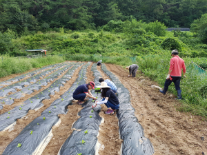 가산면, 휴경지에‘지역사랑 농작물’심어