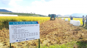 '사료용 벼' 재배로 농가 소득 증대