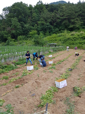 가산면, 휴경지 수확 감자 복지시설 전달